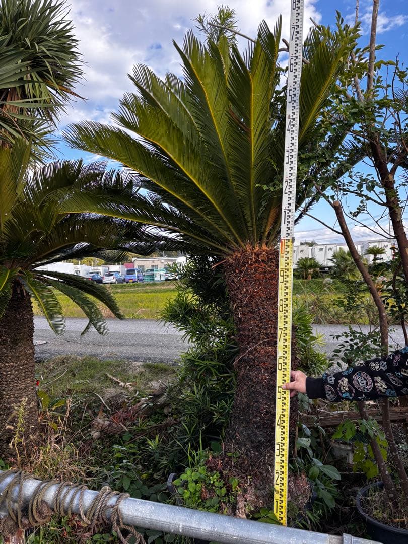 【現地引き取り限定】特大ソテツ 約2.3m 幹太 良形株 シンボルツリー