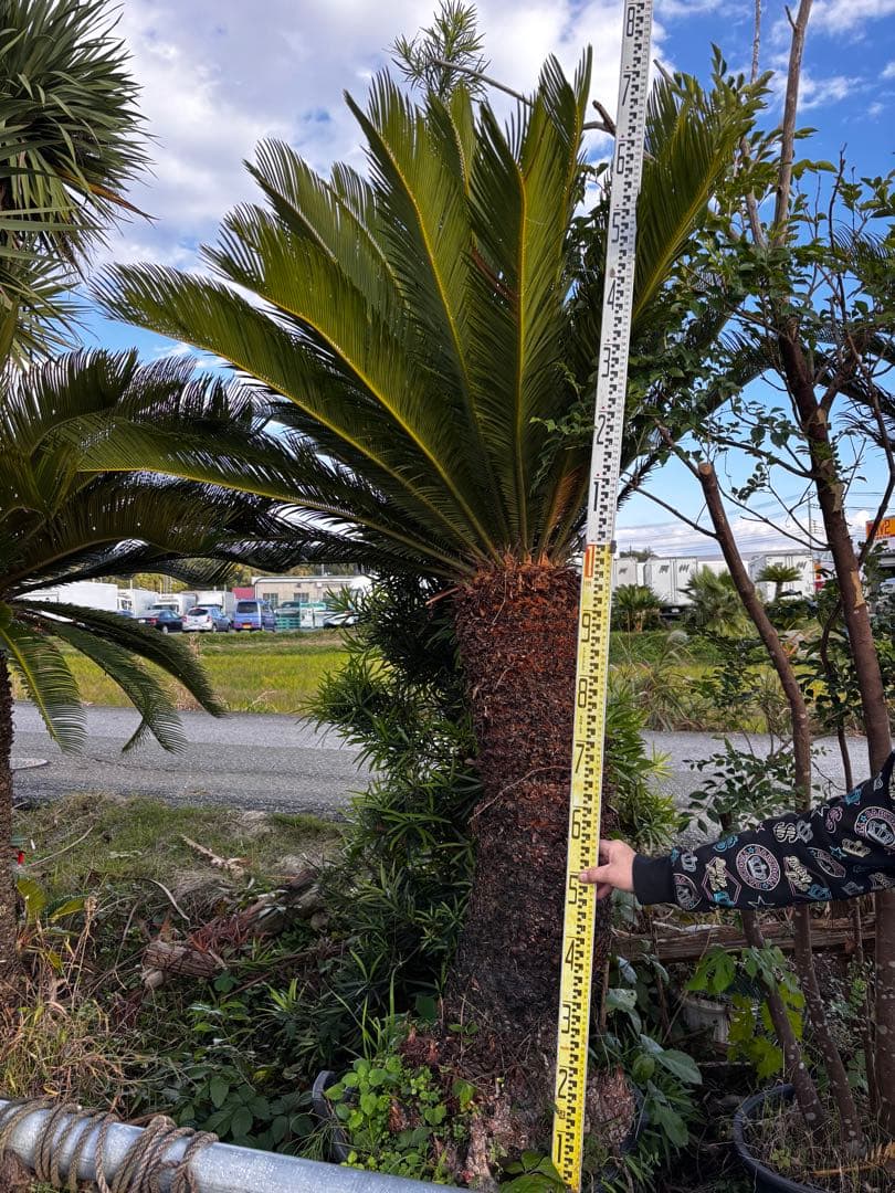 【現地引き取り限定】特大ソテツ 約2.3m 幹太 良形株 シンボルツリー
