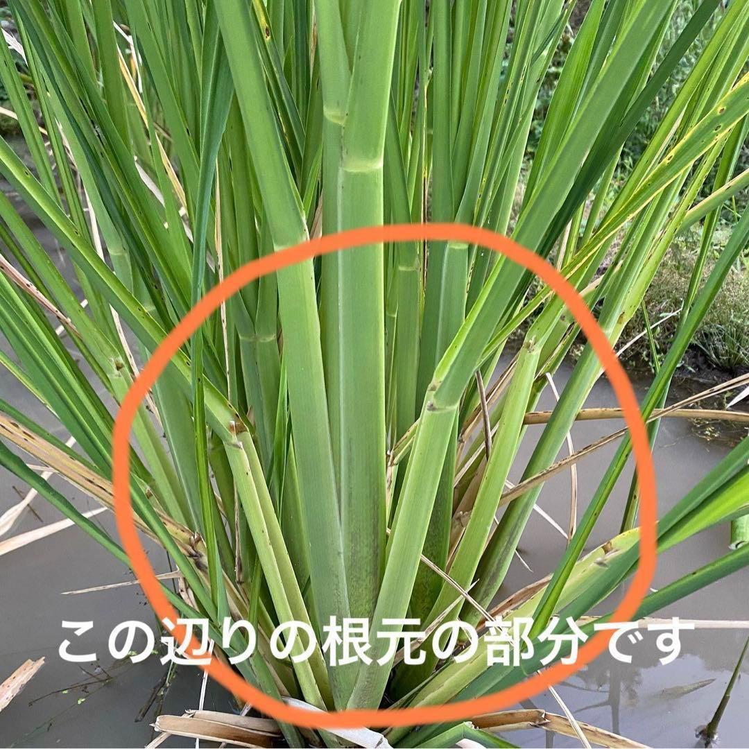 真菰（マコモ） 乾燥葉（根元部分） 100g 自然栽培 2025年 福岡県産