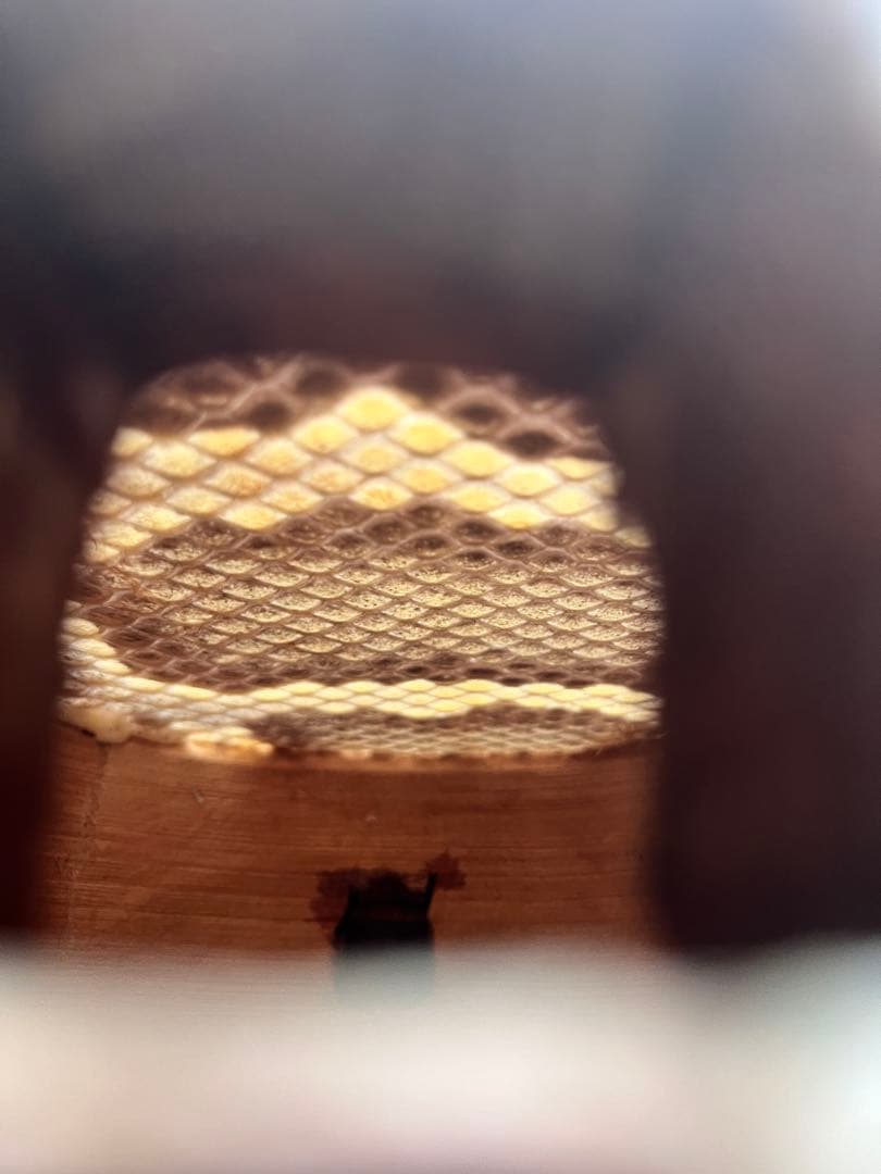 三線 沖縄 伝統工芸士製作 カミゲン一枚貼り(本張)(製作証明あり)(最終