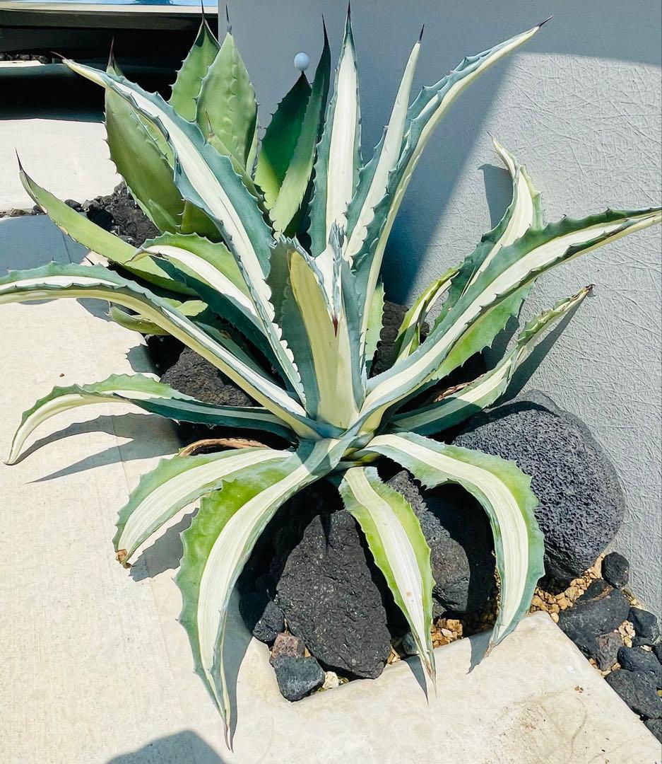 19,800→18,800円☆地植40㎝×55㎝超大株美株アガべアメリカーナ華厳