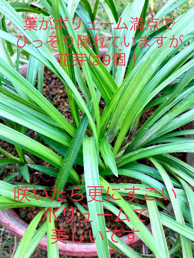 天然野生の春蘭＊花芽9個の超巨大優良株/根が頑丈で抜群！】シュンラン