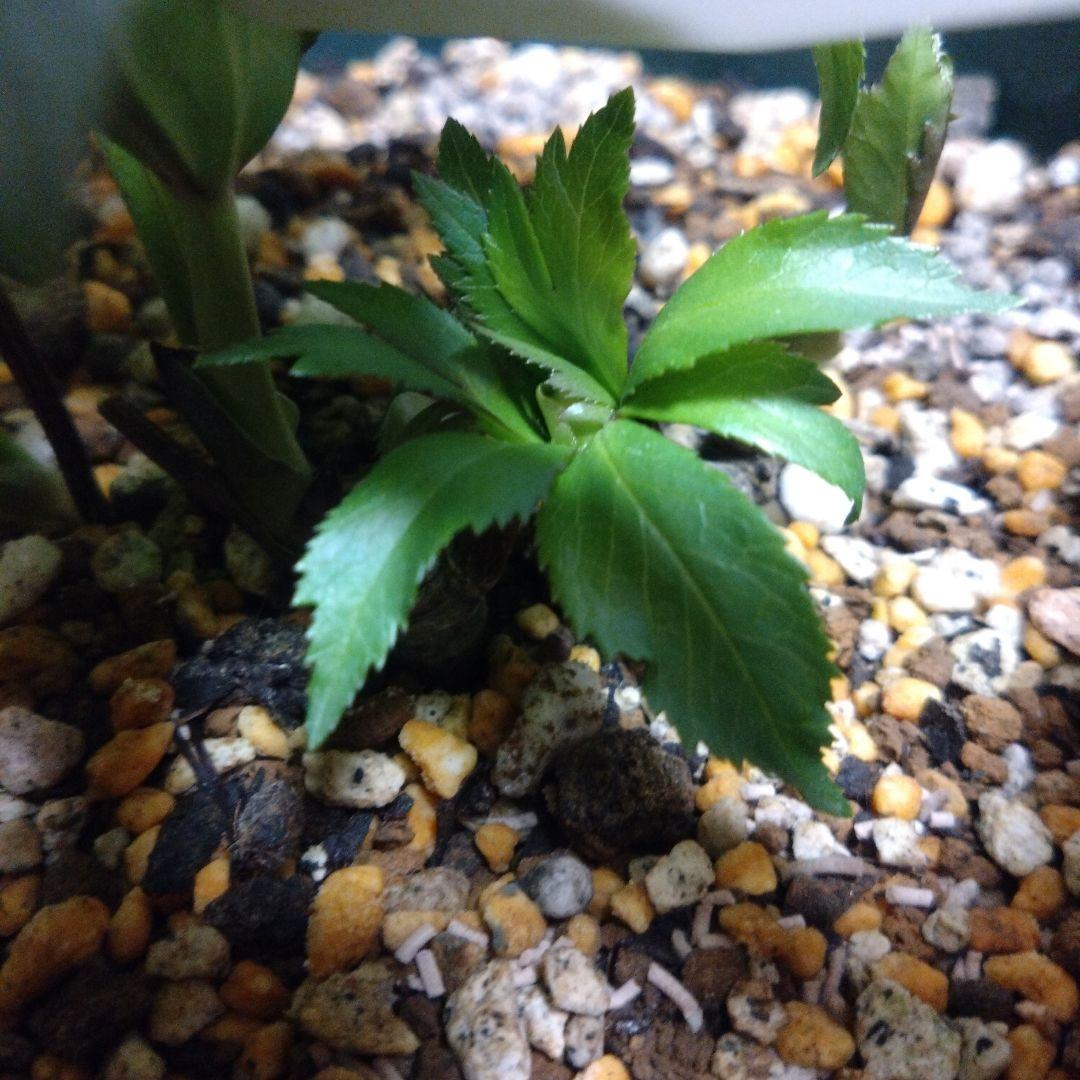 クリスマスローズ 苗　原種系苗　開花実績株