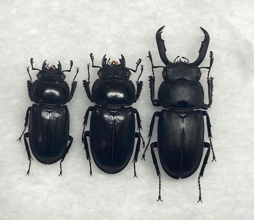 修理品 アマミシカクワガタ ペア 標本 昆虫標本 クワガタ アマミシカ