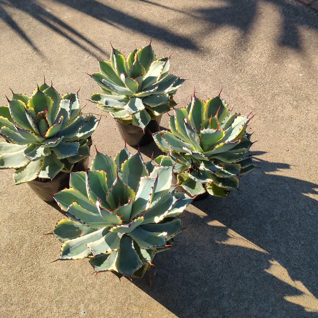 ☆特価☆　アガベ　吉翔冠錦　4株セット　優秀株　大株　班入り　抜き苗　チタノタ