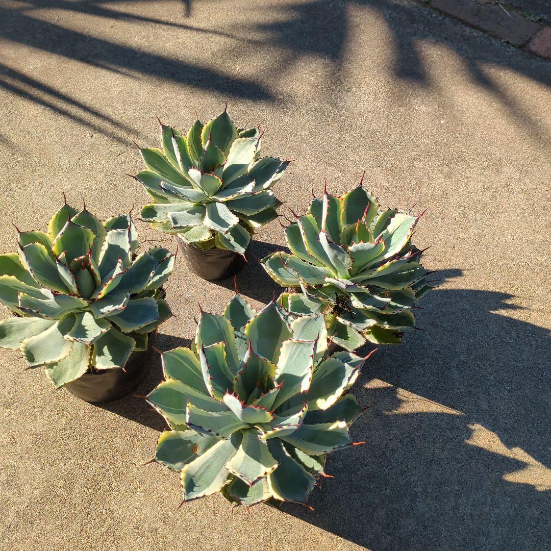 ☆特価☆　アガベ　吉翔冠錦　4株セット　優秀株　大株　班入り　抜き苗　チタノタ