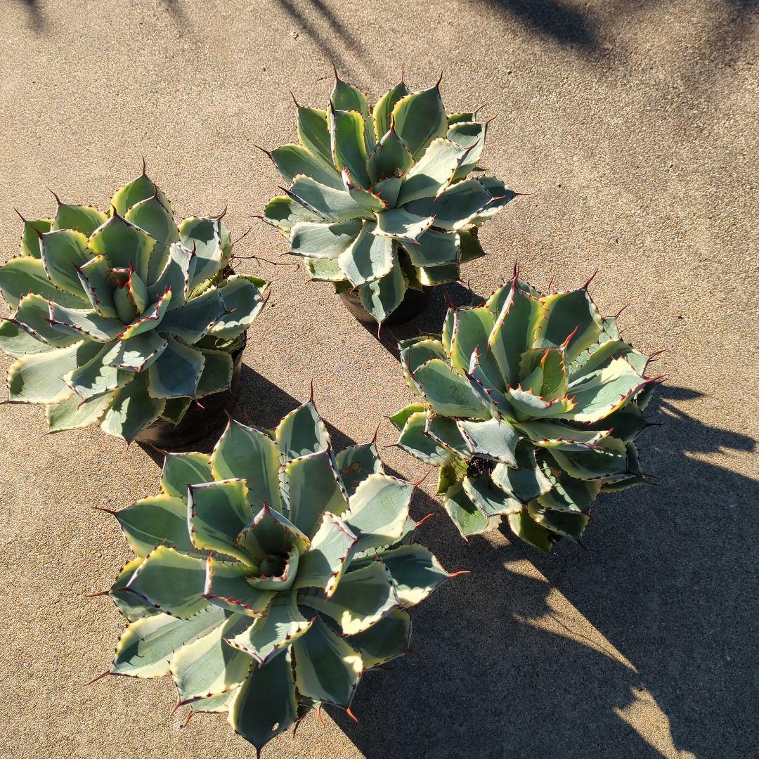 ☆特価☆　アガベ　吉翔冠錦　4株セット　優秀株　大株　班入り　抜き苗　チタノタ