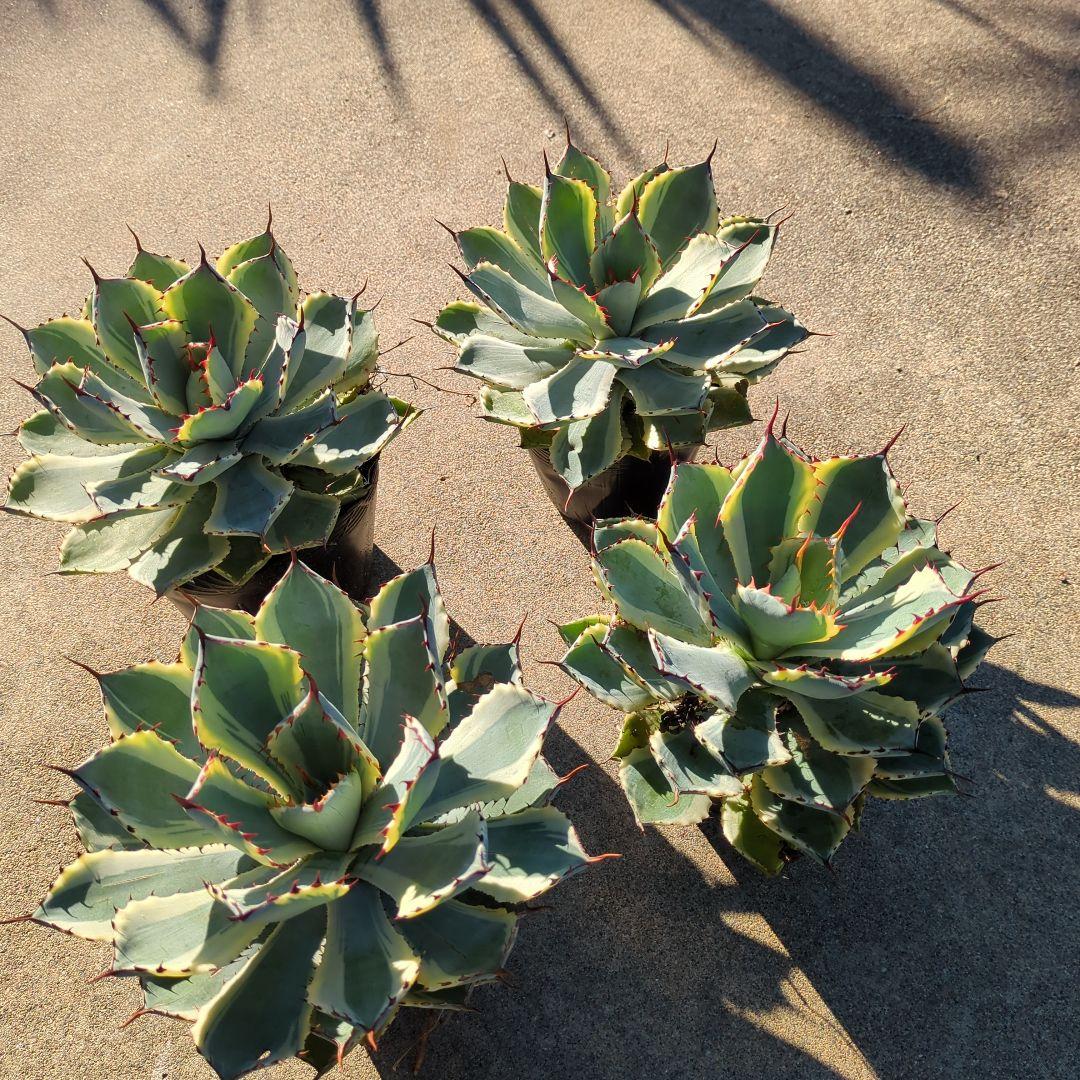 ☆特価☆　アガベ　吉翔冠錦　4株セット　優秀株　大株　班入り　抜き苗　チタノタ