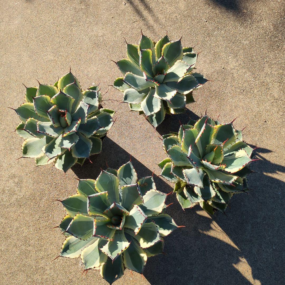 ☆特価☆　アガベ　吉翔冠錦　4株セット　優秀株　大株　班入り　抜き苗　チタノタ