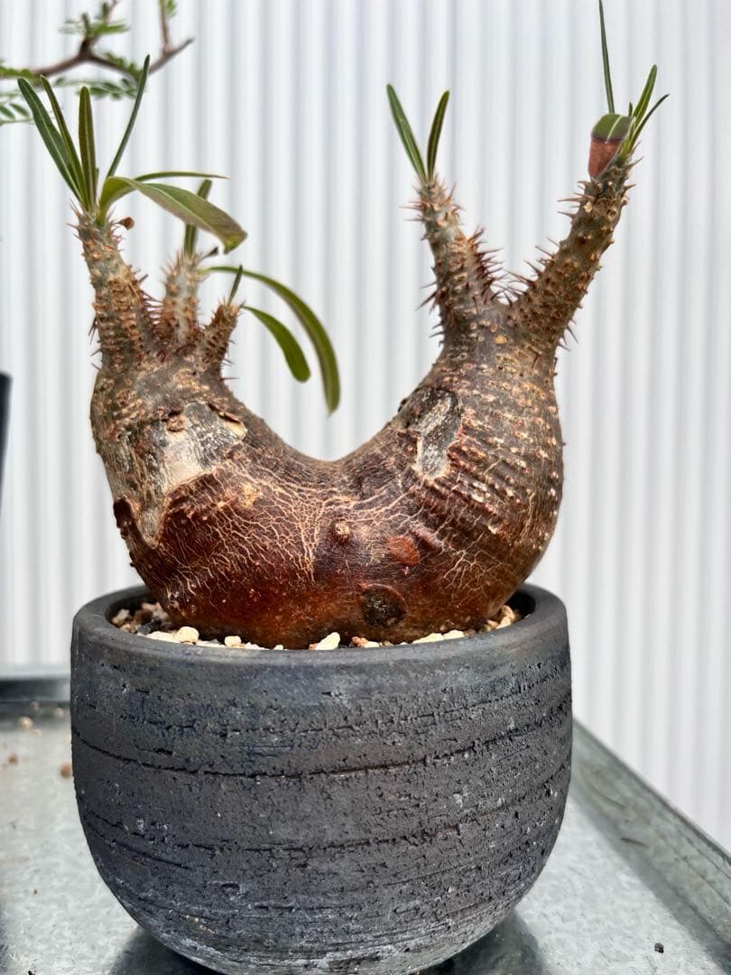 グラキリス 2頭 みやび鉢付き 発根済み