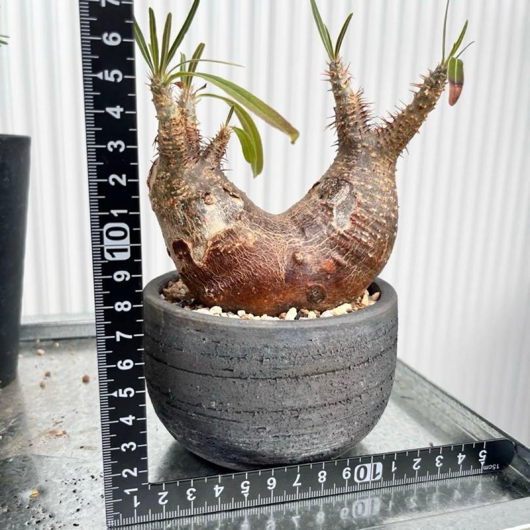 グラキリス 2頭 みやび鉢付き 発根済み