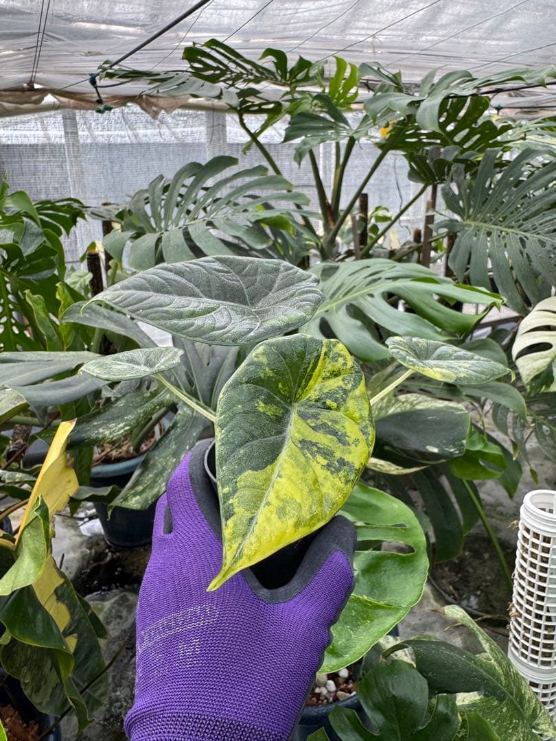 N*P様 激レア　アロカシア　マハラニ　ゴールド