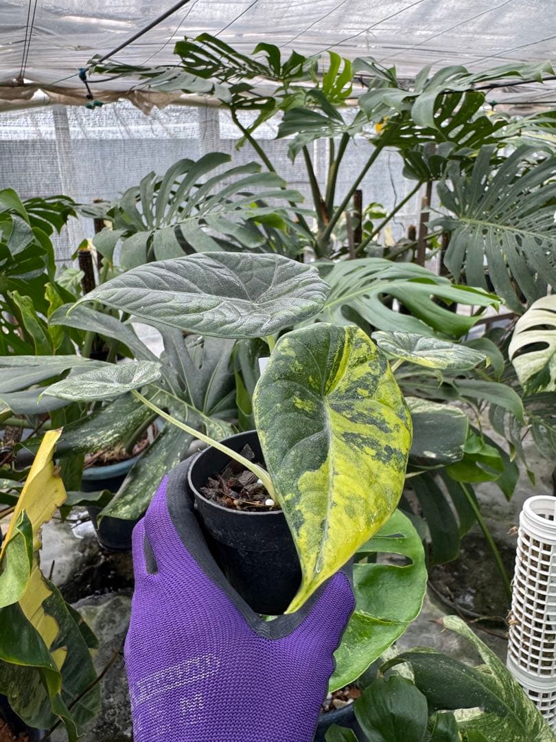 N*P様 激レア　アロカシア　マハラニ　ゴールド