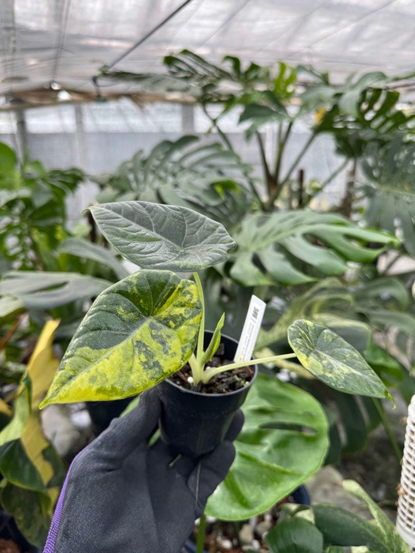 N*P様 激レア　アロカシア　マハラニ　ゴールド