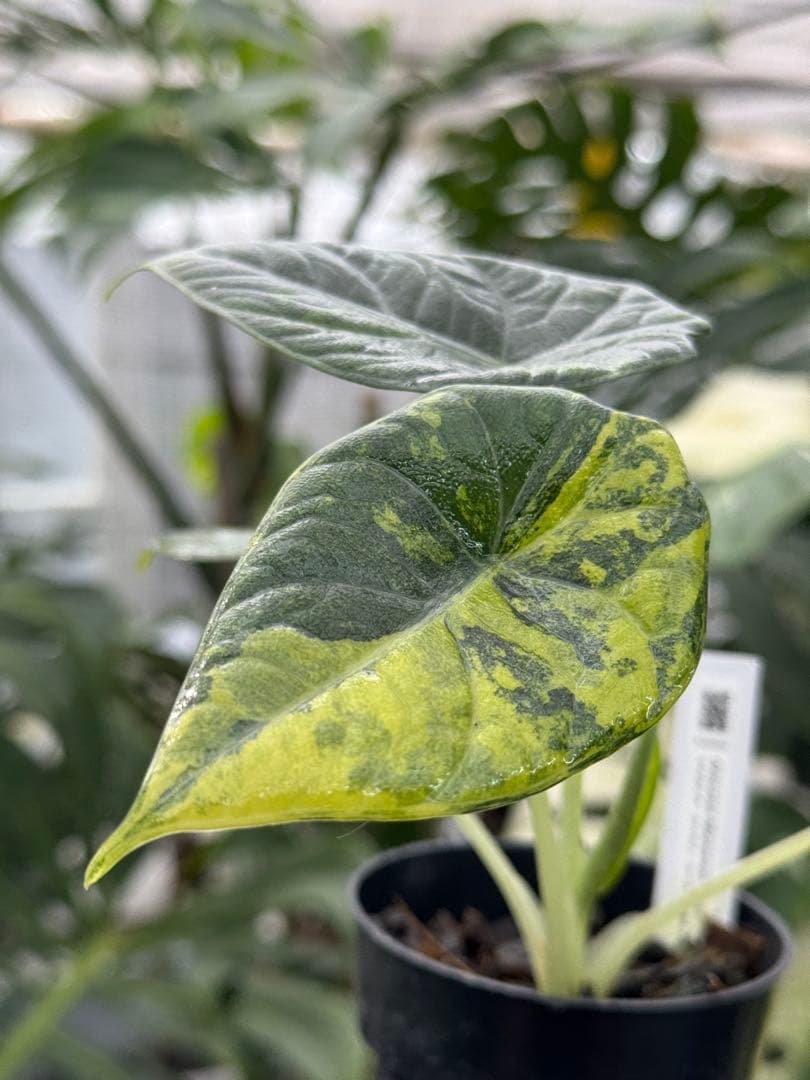 N*P様 激レア　アロカシア　マハラニ　ゴールド