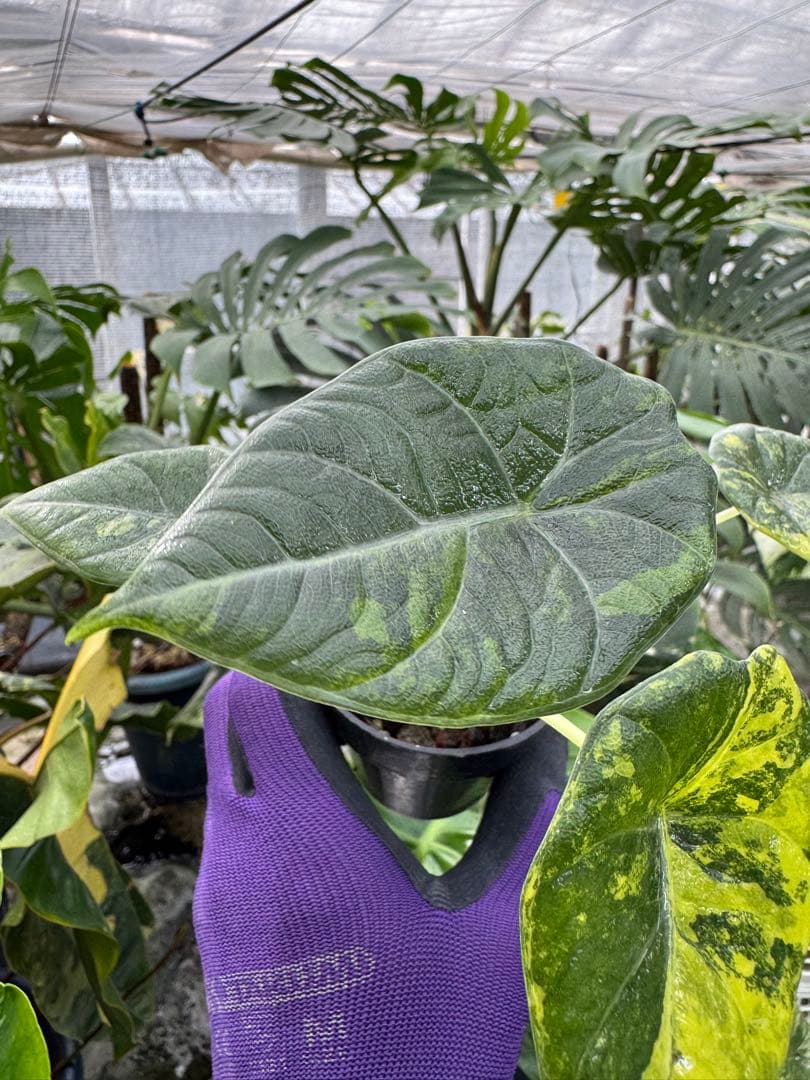 N*P様 激レア　アロカシア　マハラニ　ゴールド