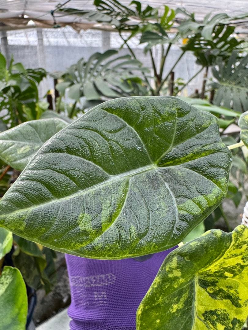 N*P様 激レア　アロカシア　マハラニ　ゴールド