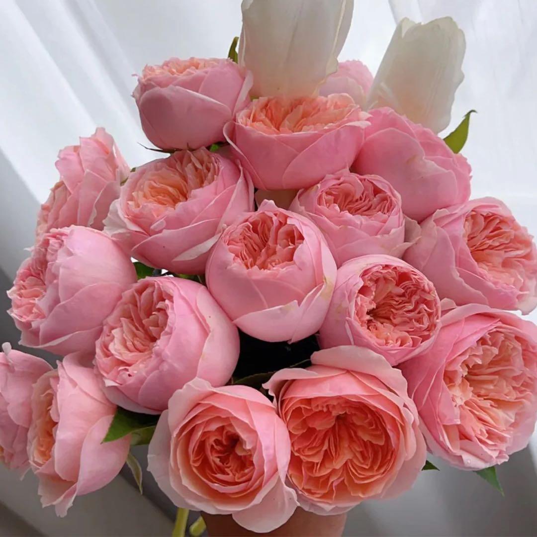 「ベティ」切り花品種バラ苗　Rome♡ Rose