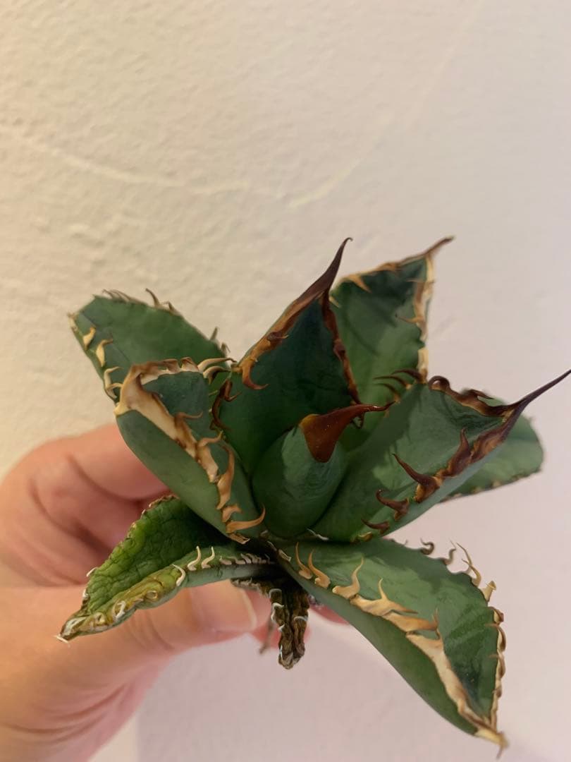 【goodtaniku】GT オアハカ実生