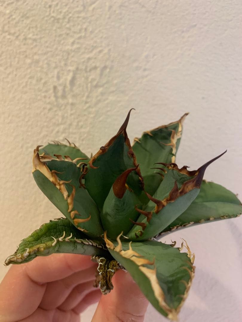 【goodtaniku】GT オアハカ実生