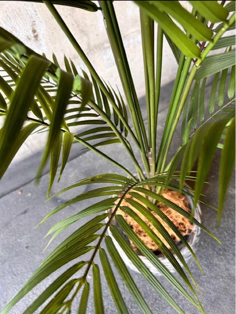 光触媒　人工観葉植物　ウォールグリーン　フェイクグリーン　アレカヤシ15060