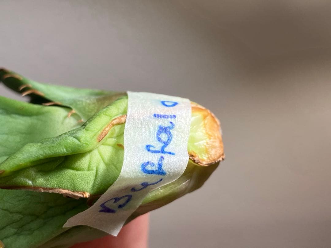 匿名配送【初売り】21 選抜　REZA産　希少　イラン株　アガベ　BUFFALO