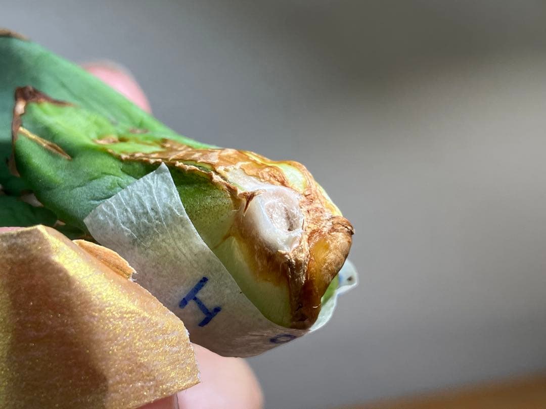 匿名配送【初売り】21 選抜　REZA産　希少　イラン株　アガベ　BUFFALO