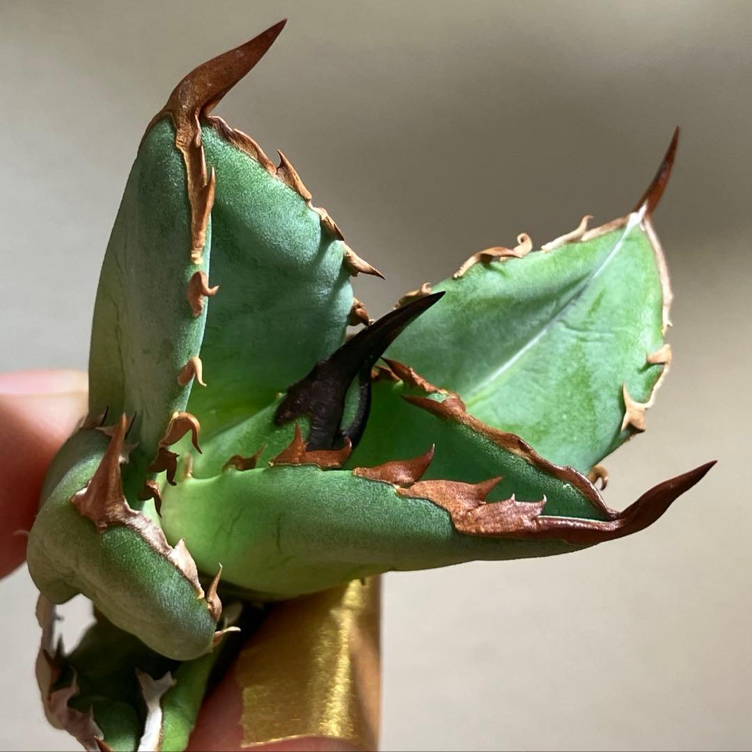 匿名配送【初売り】21 選抜　REZA産　希少　イラン株　アガベ　BUFFALO