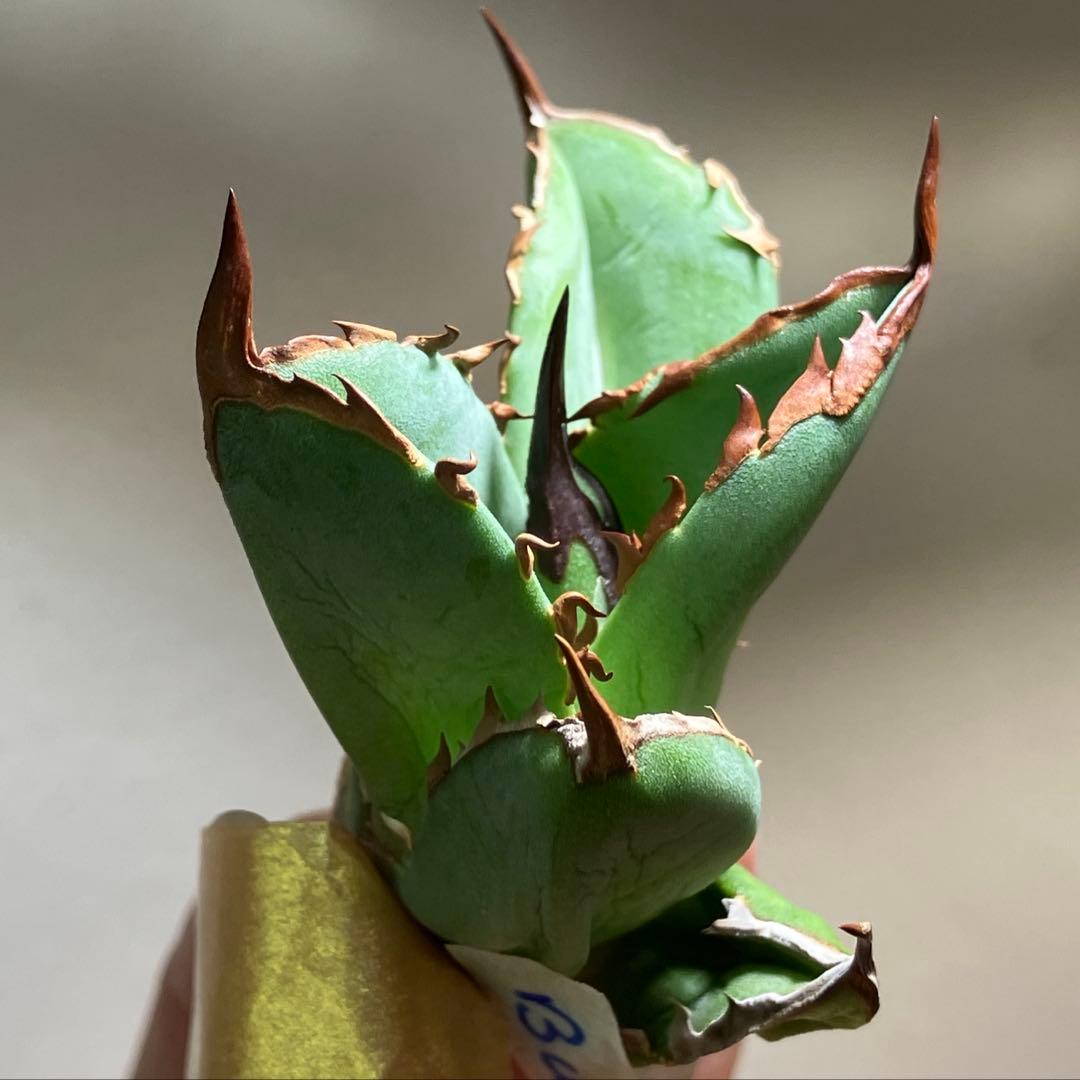 匿名配送【初売り】21 選抜　REZA産　希少　イラン株　アガベ　BUFFALO