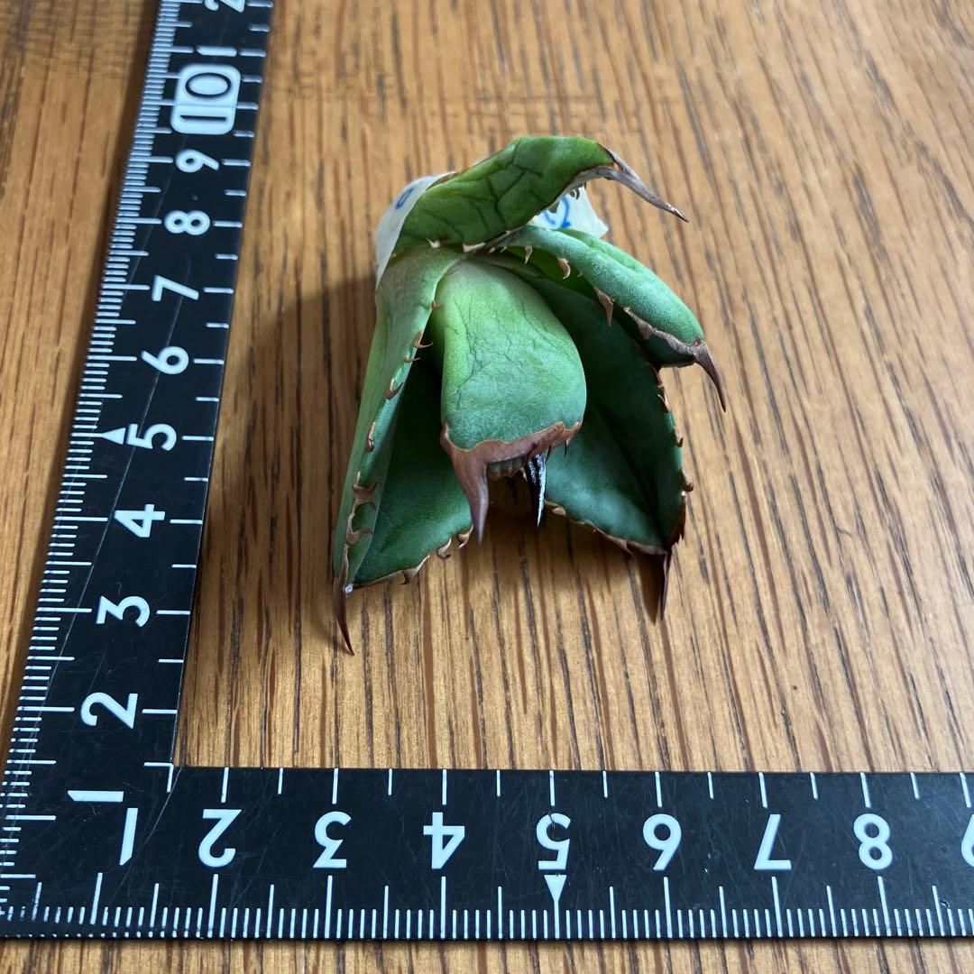 匿名配送【初売り】21 選抜　REZA産　希少　イラン株　アガベ　BUFFALO