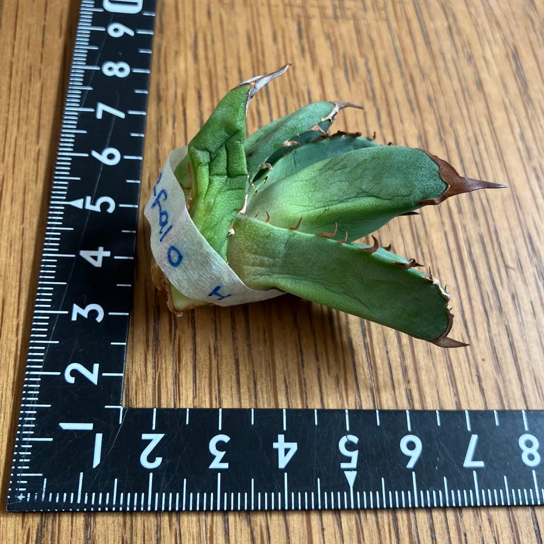 匿名配送【初売り】21 選抜　REZA産　希少　イラン株　アガベ　BUFFALO