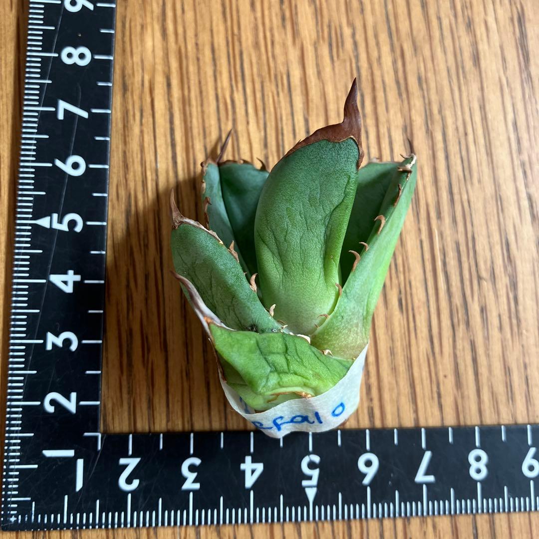 匿名配送【初売り】21 選抜　REZA産　希少　イラン株　アガベ　BUFFALO