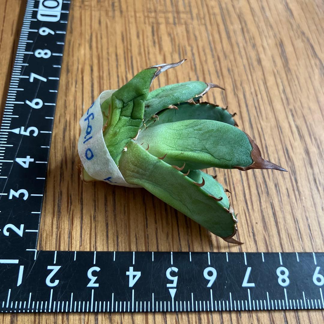 匿名配送【初売り】21 選抜　REZA産　希少　イラン株　アガベ　BUFFALO