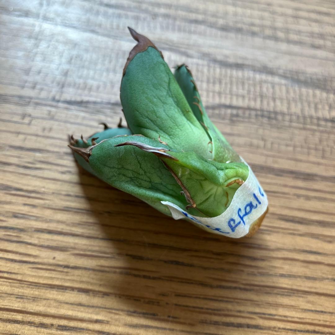 匿名配送【初売り】21 選抜　REZA産　希少　イラン株　アガベ　BUFFALO