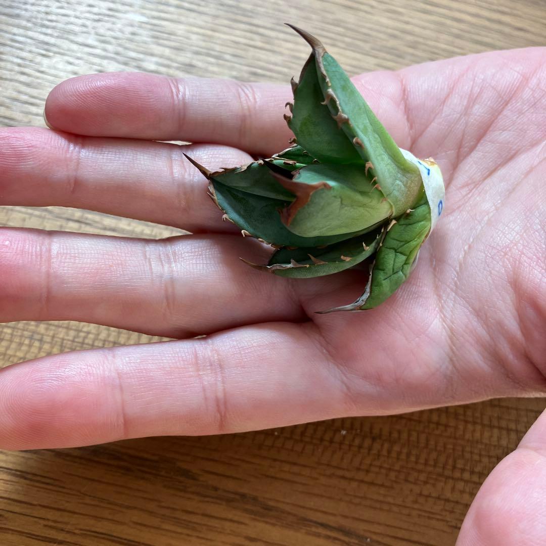 匿名配送【初売り】21 選抜　REZA産　希少　イラン株　アガベ　BUFFALO