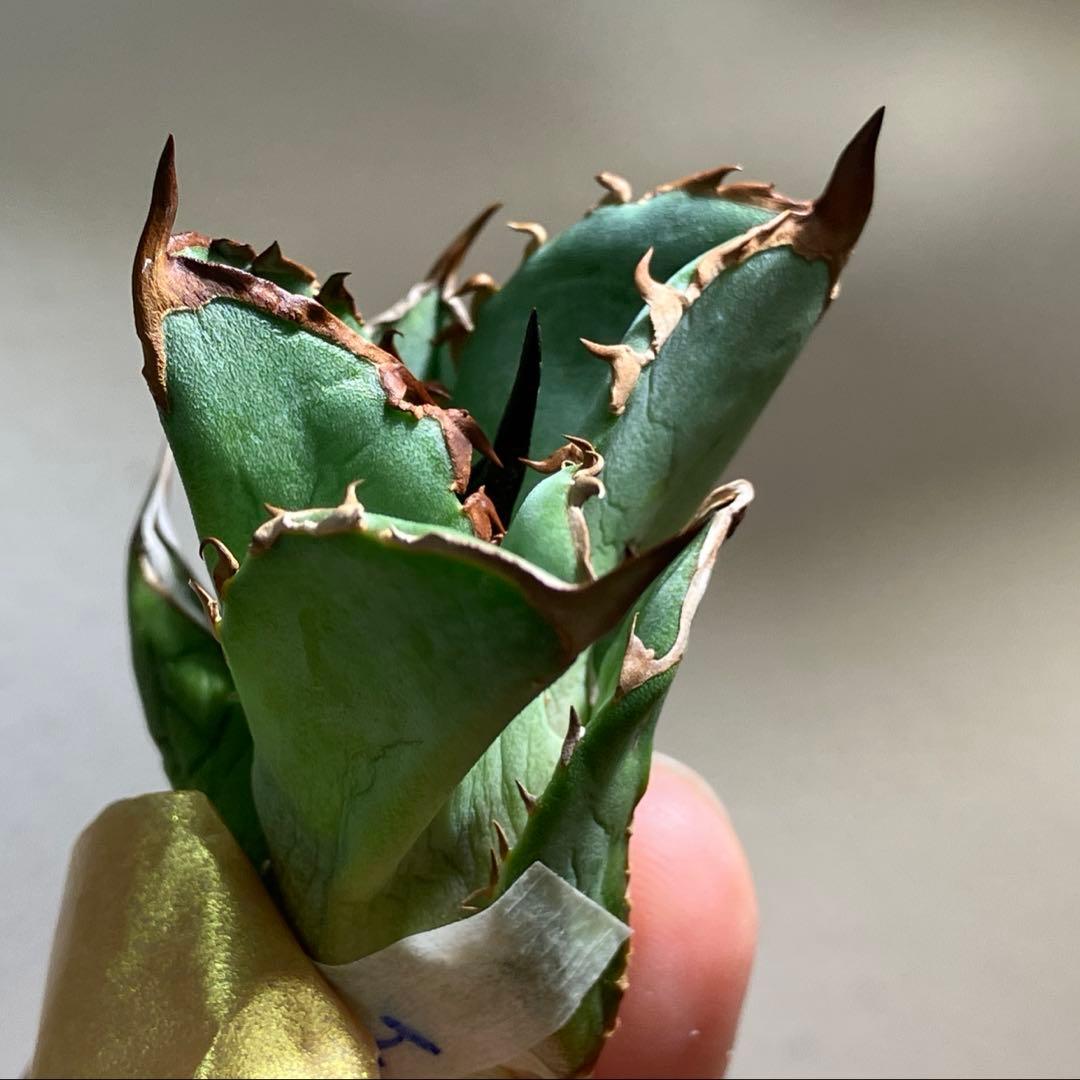 匿名配送【初売り】21 選抜　REZA産　希少　イラン株　アガベ　BUFFALO