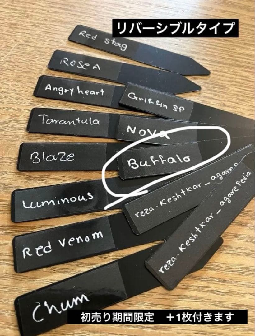 匿名配送【初売り】21 選抜　REZA産　希少　イラン株　アガベ　BUFFALO