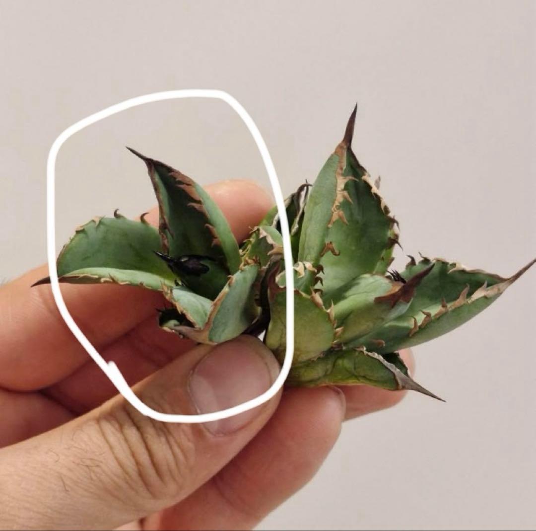 匿名配送【初売り】21 選抜　REZA産　希少　イラン株　アガベ　BUFFALO