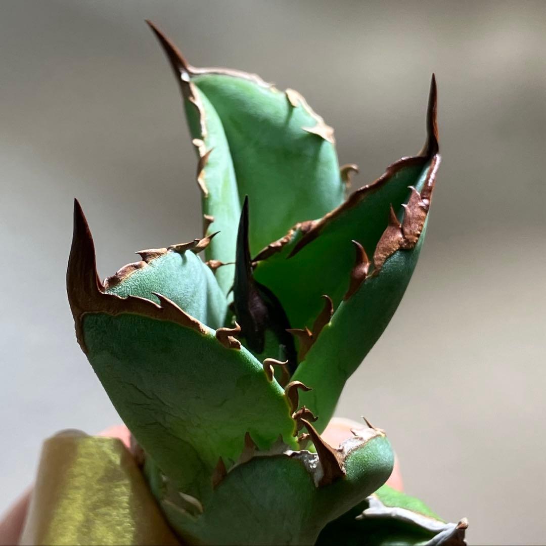 匿名配送【初売り】21 選抜　REZA産　希少　イラン株　アガベ　BUFFALO