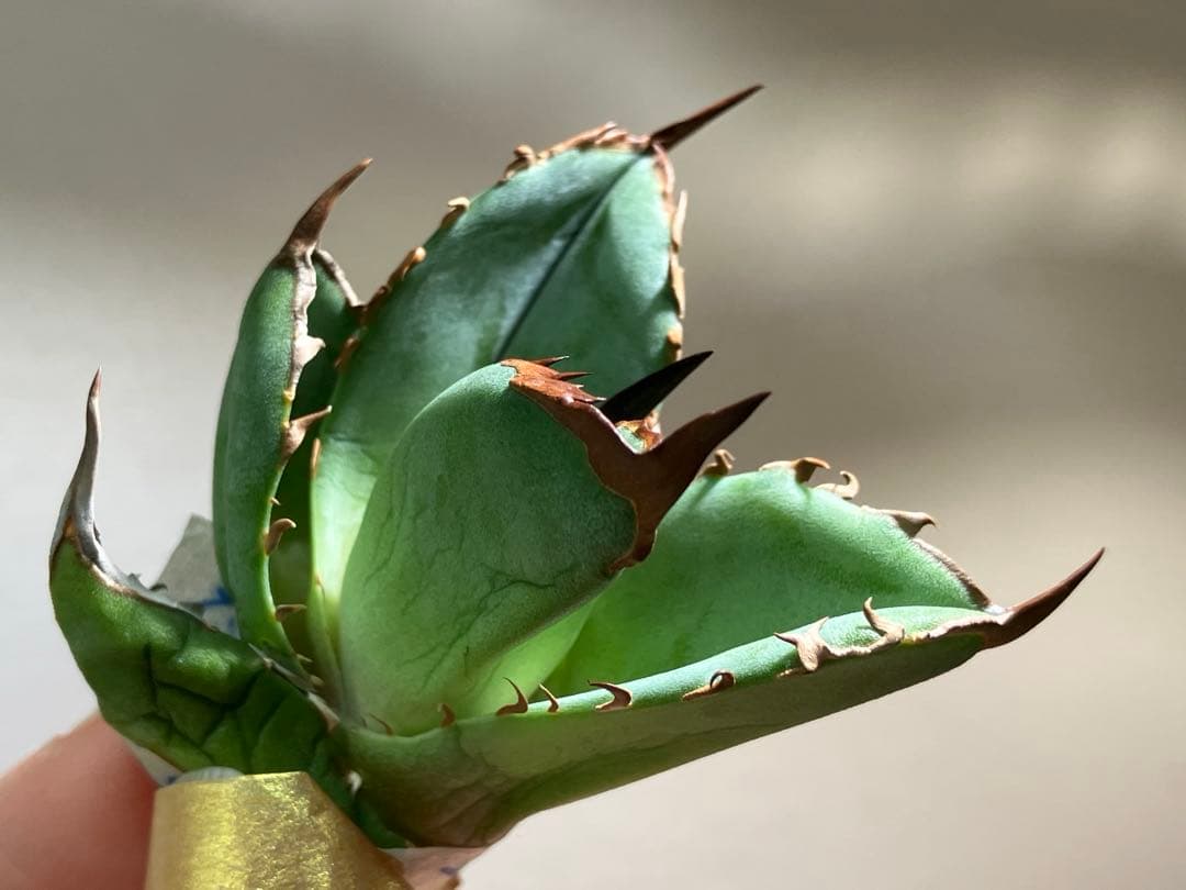 匿名配送【初売り】21 選抜　REZA産　希少　イラン株　アガベ　BUFFALO