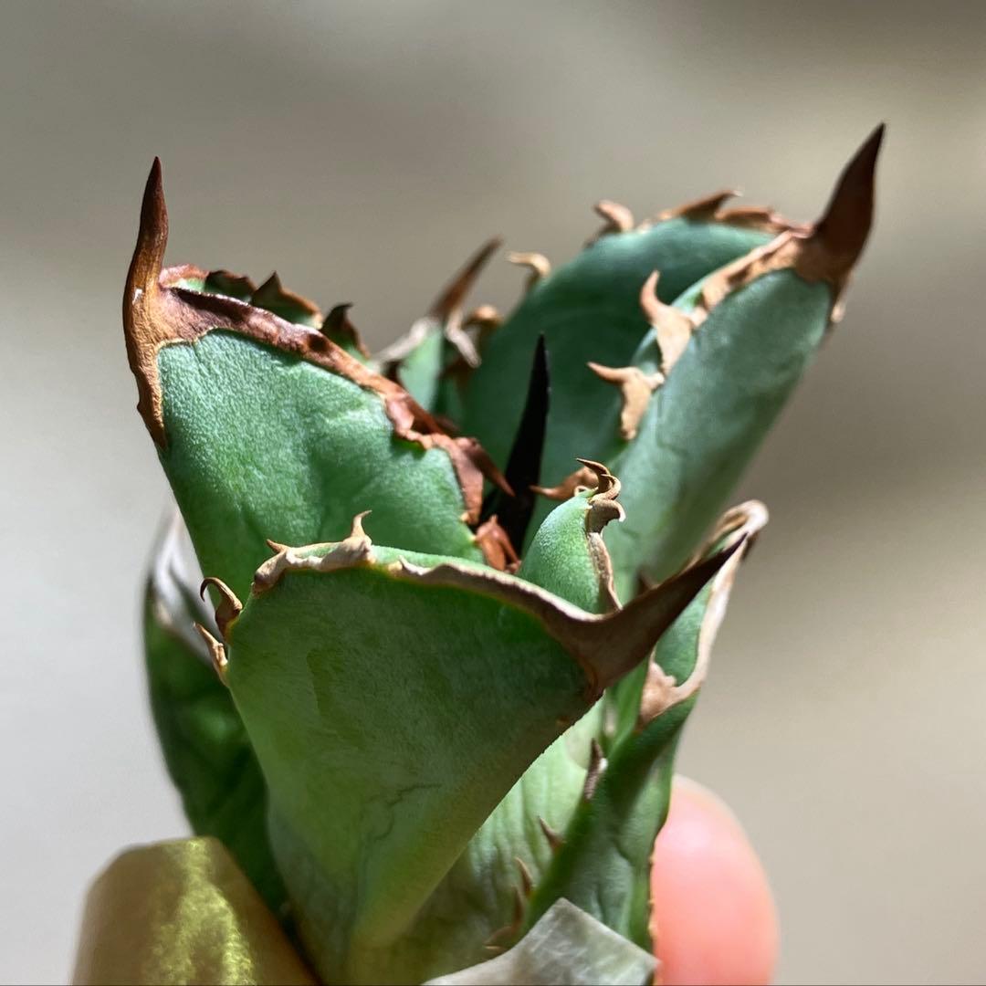 匿名配送【初売り】21 選抜　REZA産　希少　イラン株　アガベ　BUFFALO