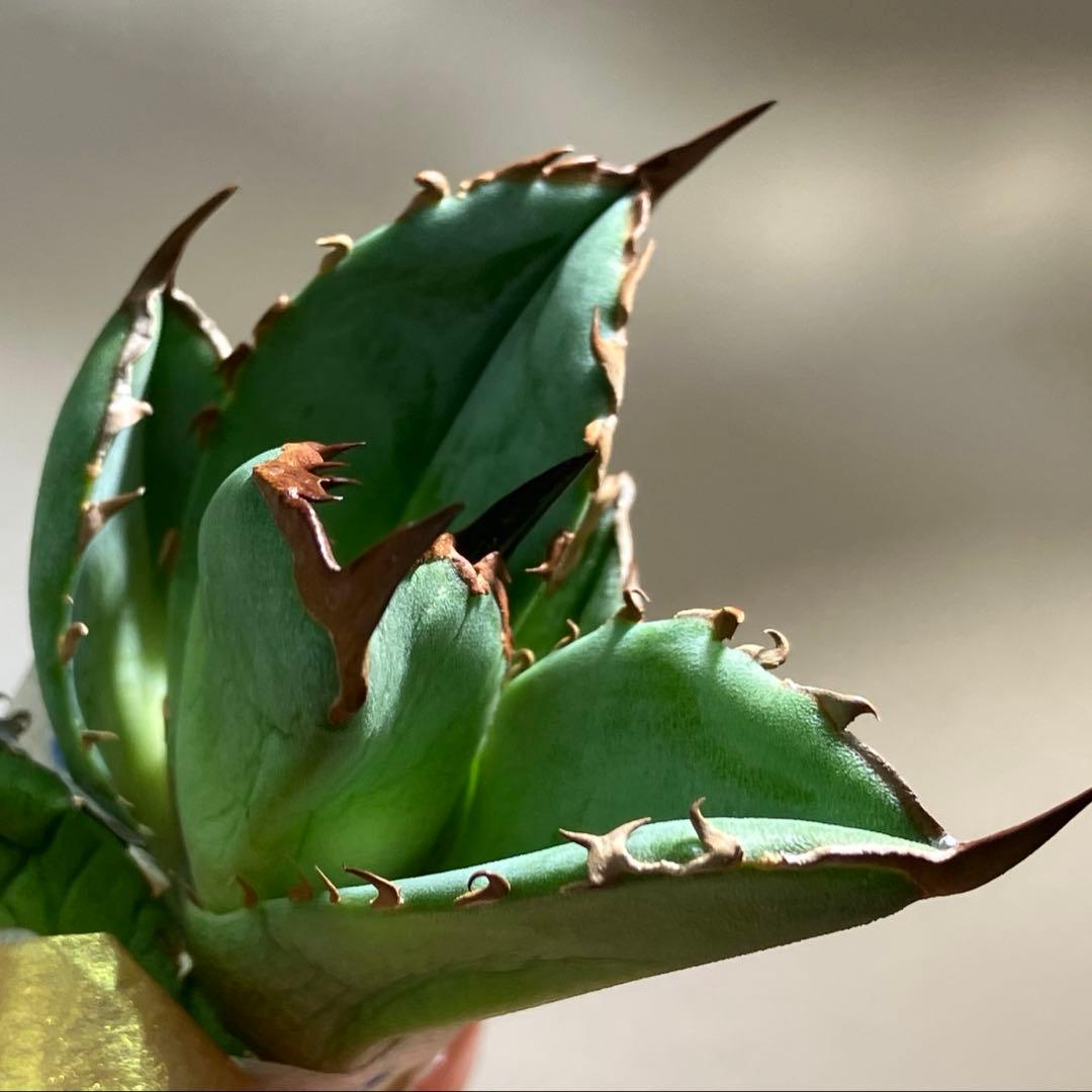 匿名配送【初売り】21 選抜　REZA産　希少　イラン株　アガベ　BUFFALO