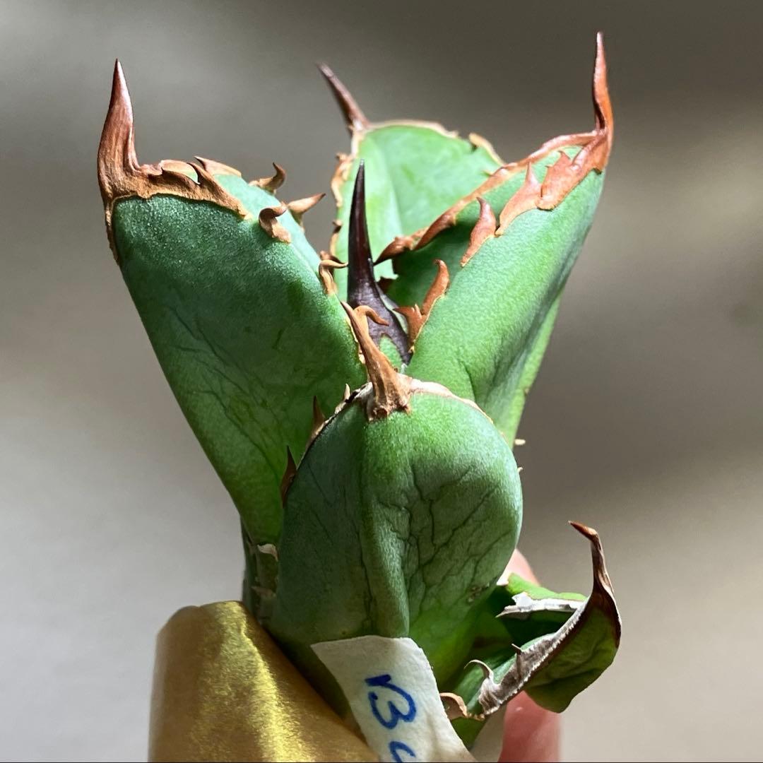 匿名配送【初売り】21 選抜　REZA産　希少　イラン株　アガベ　BUFFALO