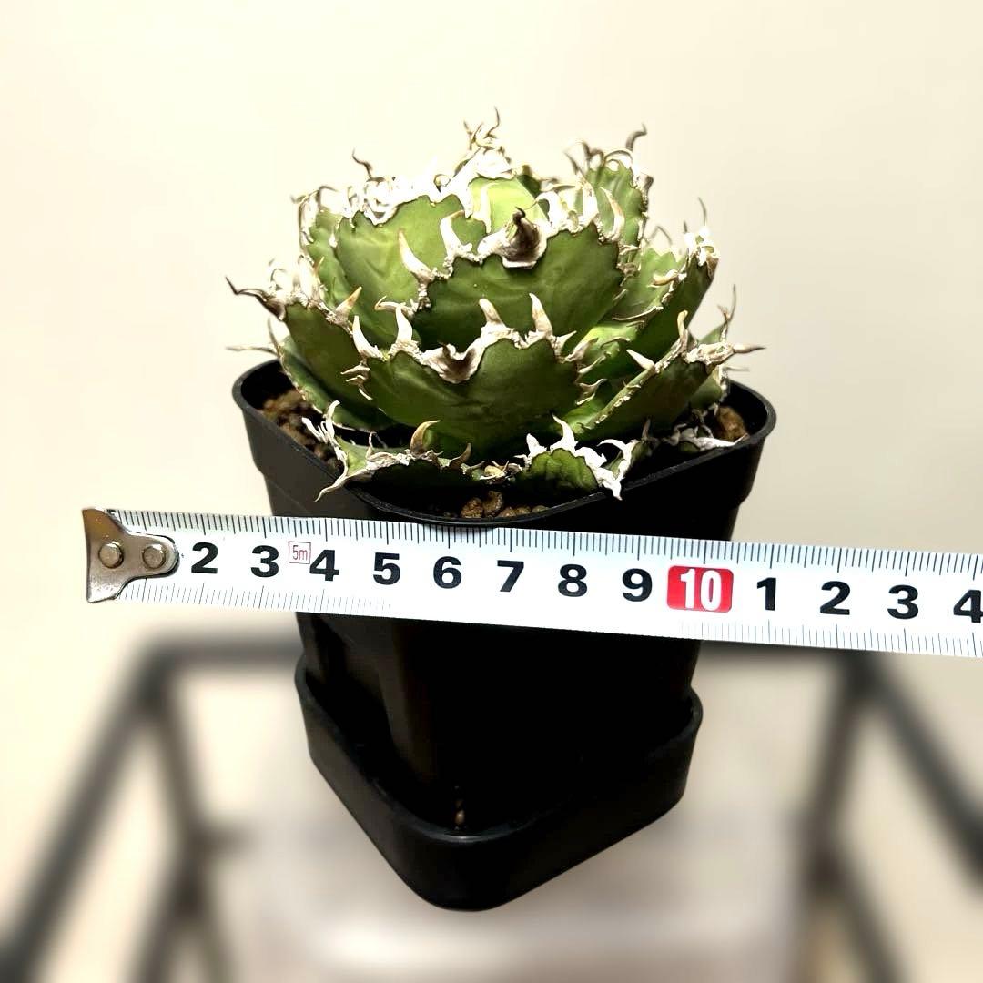 アガベ 鉢植発送 フィリグリー 極上血統 超特選株　　 コレクション株