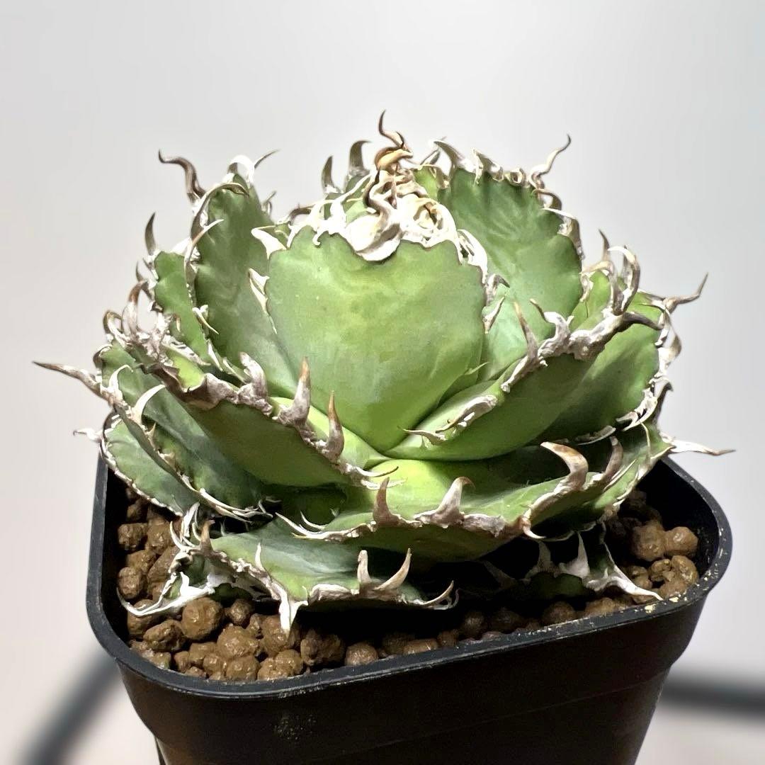 アガベ 鉢植発送 フィリグリー 極上血統 超特選株　　 コレクション株