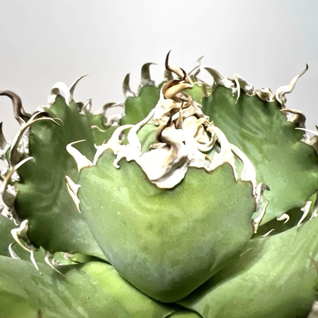 アガベ 鉢植発送 フィリグリー 極上血統 超特選株　　 コレクション株