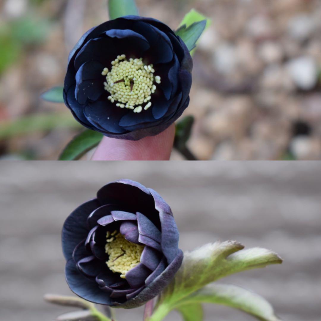 クリスマスローズ 苗 ddブラック 小輪×八咫烏 1本 - メルカリ