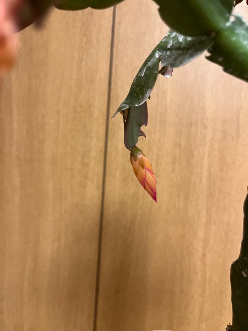 シャコバサボテン　接ぎ木　大きめ