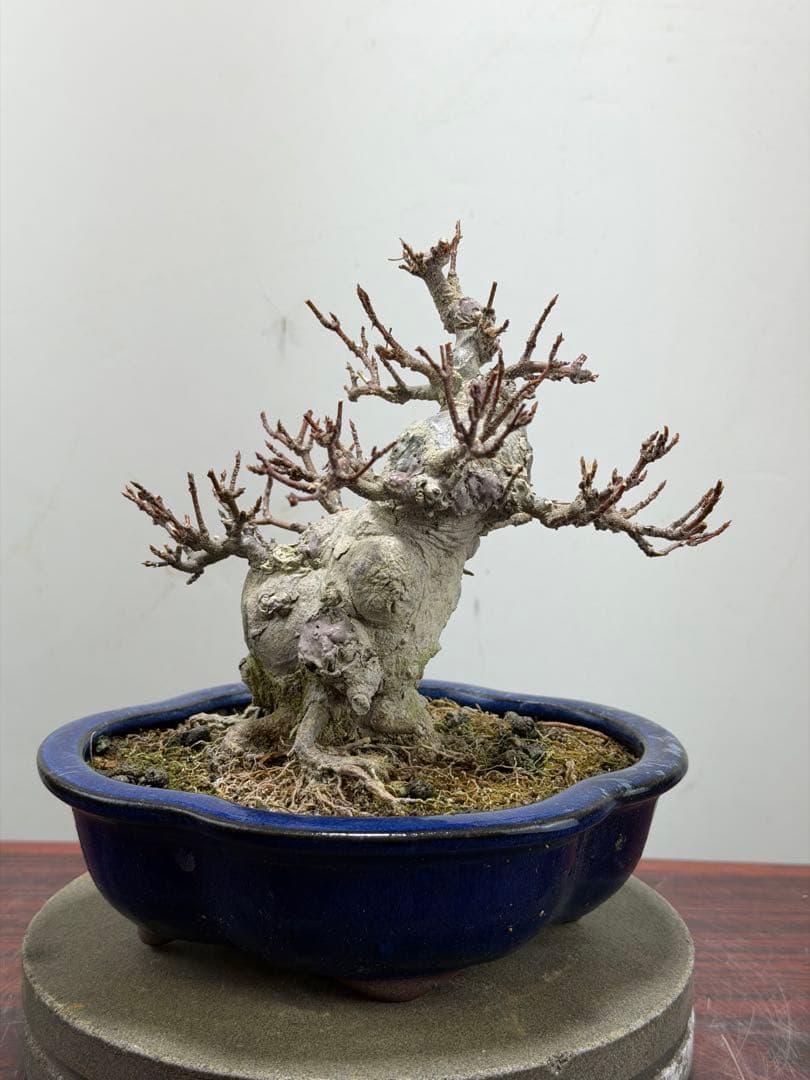 【ガチ盆栽】カエデ　楓　小品盆栽　太幹