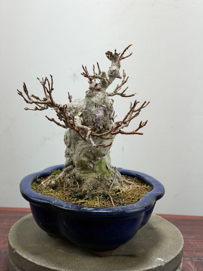 【ガチ盆栽】カエデ　楓　小品盆栽　太幹